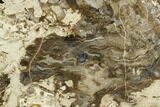 Polished Fossil Stromatolite (Chlorellopsis?) Slab - Wyoming #123427-1